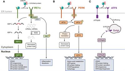 CRELD2, endoplasmic reticulum stress, and human diseases